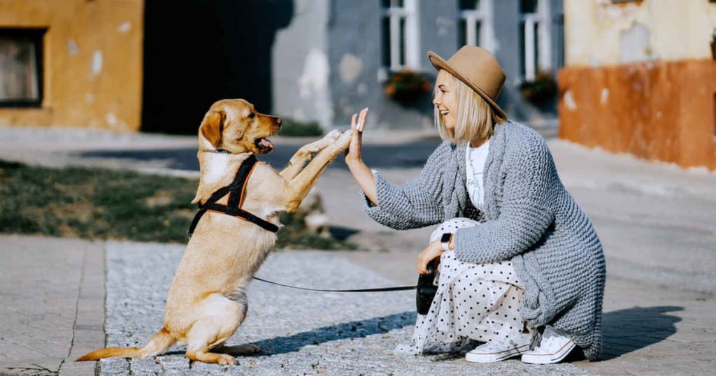 bond between caregiver and dog