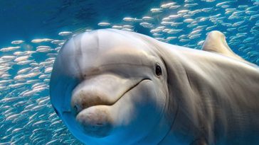 conclusion dolphin ws theme