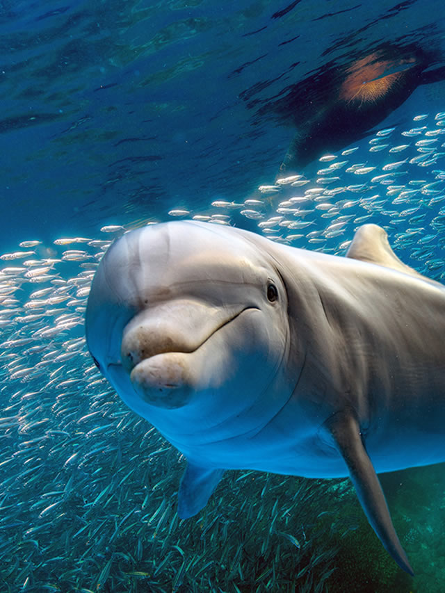 10 Surprising Facts You Didn’t Know About Dolphins