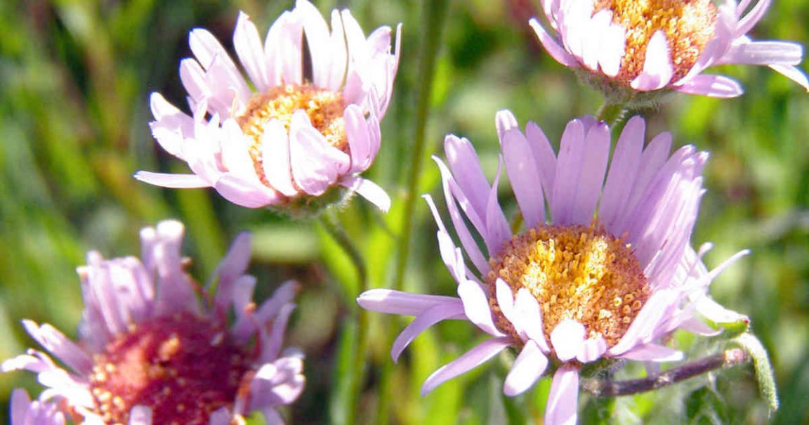 Erigeron decumbens